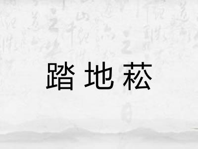 踏地菘