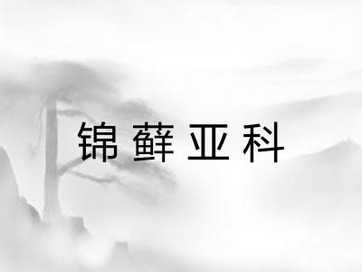 锦藓亚科