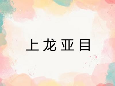 上龙亚目