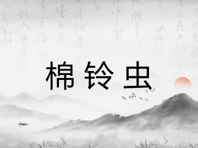棉铃虫