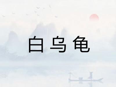 白乌龟