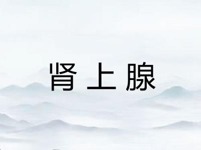 肾上腺