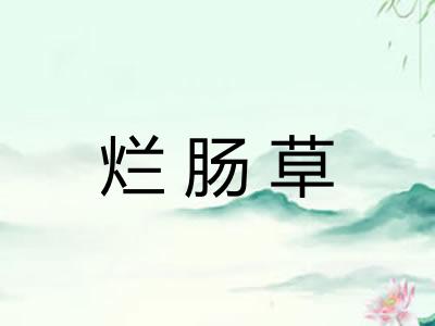 烂肠草