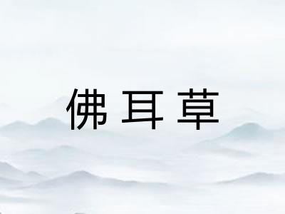 佛耳草