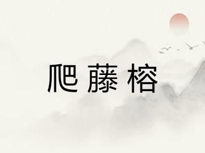 爬藤榕
