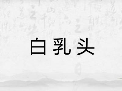 白乳头