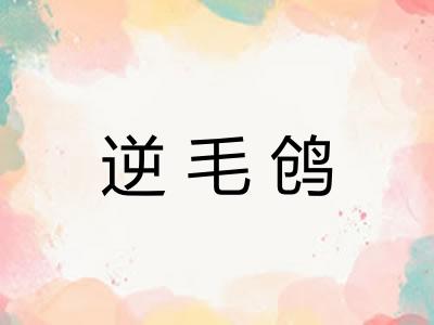 逆毛鸧