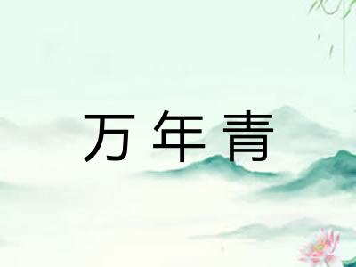 万年青