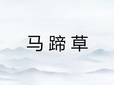 马蹄草