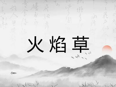 火焰草