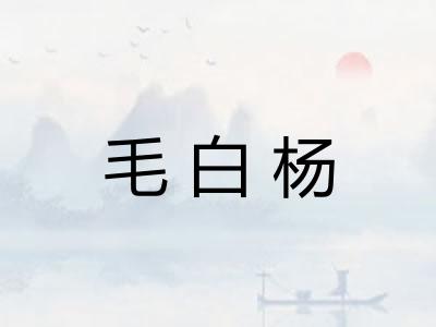 毛白杨