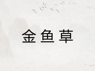 金鱼草