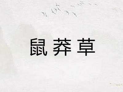 鼠莽草