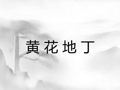 黄花地丁