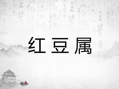红豆属