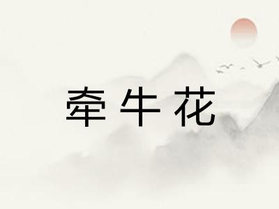 牵牛花