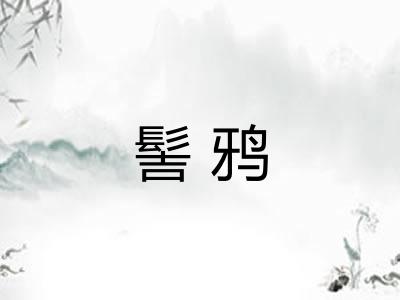 髻鸦
