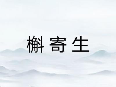 槲寄生