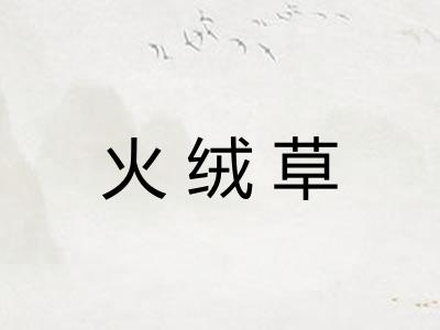 火绒草