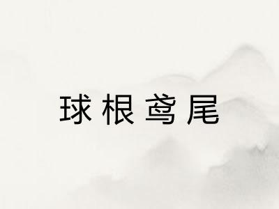 球根鸢尾
