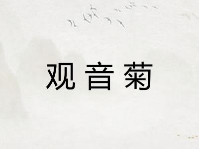 观音菊