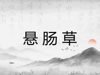 悬肠草