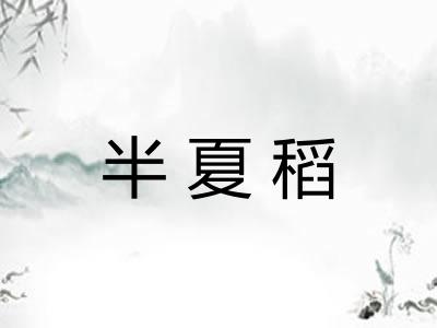 半夏稻