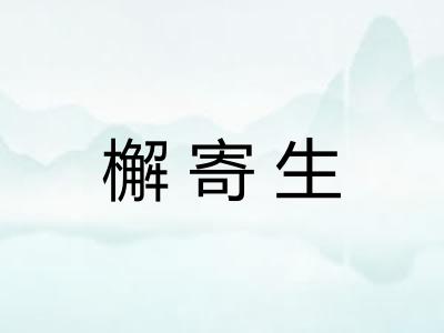 檞寄生