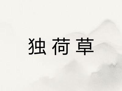独荷草