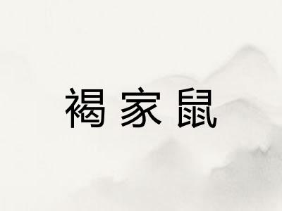 褐家鼠