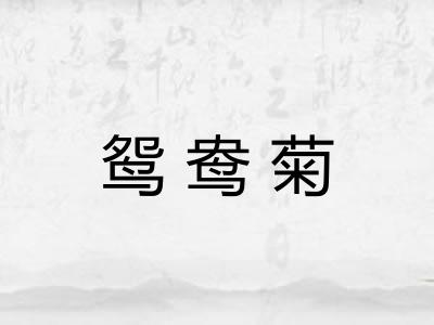 鸳鸯菊