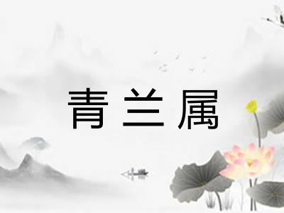 青兰属