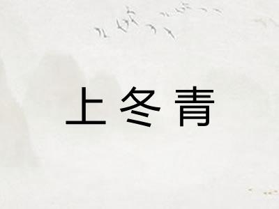 上冬青