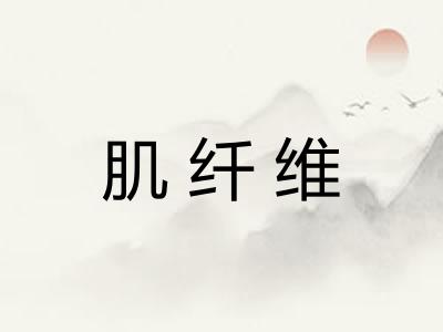 肌纤维