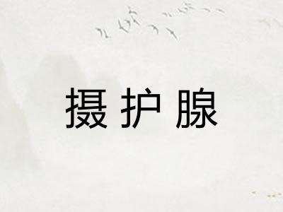 摄护腺