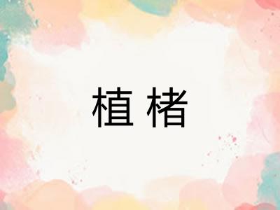植楮