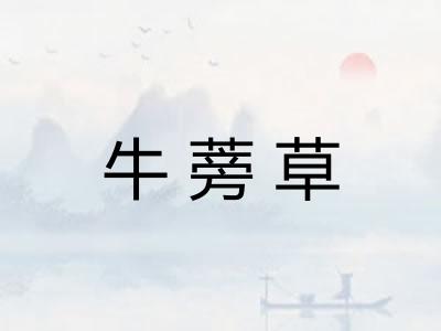 牛蒡草