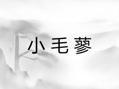 小毛蓼