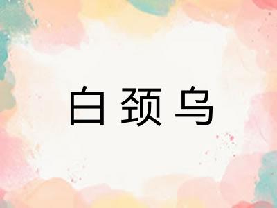 白颈乌