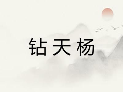 钻天杨