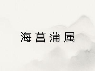 海菖蒲属