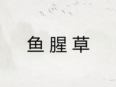 鱼腥草