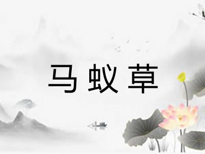 马蚁草