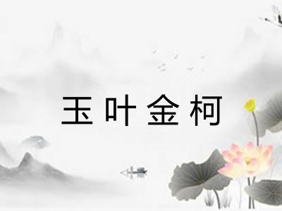 玉叶金柯