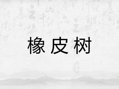 橡皮树