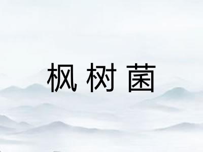 枫树菌