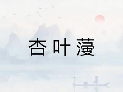 杏叶薓
